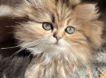 Golden Princess - Persian Kitten For Sale - Wisconsin Rapids, WI, US