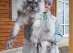 Grizzly - Maine Coon Kitten For Sale - New York, NY, US