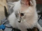 Patrick Mahomes - Snowshoe Kitten For Sale