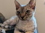 Aspen - Devon Rex Kitten For Sale - Applegate, OR, US