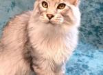 Azimut - Maine Coon Kitten For Sale - New York, NY, US