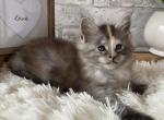 Girls - Maine Coon Kitten For Sale - New York, NY, US