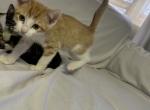 Juice - Domestic Kitten For Sale - 