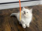 Gigi Ragdoll seal point - Ragdoll Kitten For Sale - 