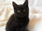 British Bob - British Shorthair Kitten For Sale - Philadelphia, PA, US