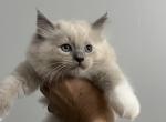 Jake Ragdoll - Ragdoll Kitten For Sale - 