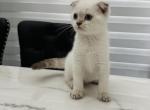 Max Scottish fold seal point - Scottish Fold Kitten For Sale - 