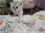 Christmas kittens - British Shorthair Kitten For Sale - 