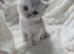 Gucci - British Shorthair Kitten For Sale - 