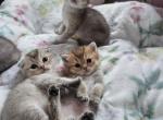 Luxury kittens - Scottish Fold Kitten For Sale - 