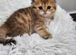 Gio - British Shorthair Kitten For Sale - Grand Rapids, MI, US