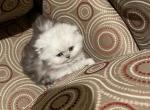 Nosa - Persian Kitten For Sale - 