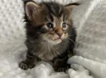 Litter P - Maine Coon Kitten For Sale - 