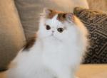 European Import Momo ELH - Persian Cat For Sale - 