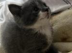 No name yet - Domestic Kitten For Sale - Edgewater, NJ, US