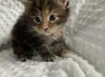 P - Maine Coon Kitten For Sale - 