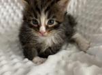 Kitty P - Maine Coon Kitten For Sale - CO, US