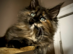 Hazel - Maine Coon Kitten For Sale - Marlton, NJ, US