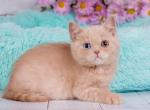 Zefir - British Shorthair Kitten For Sale - Norwalk, CT, US