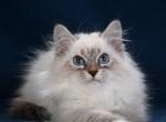 Amore - Siberian Kitten For Sale - Miami, FL, US