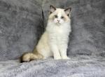 Andromeda - Ragdoll Kitten For Sale - 