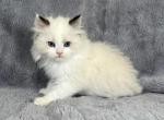 Blitzen - Ragdoll Kitten For Sale - 