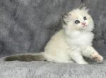 Baubles - Ragdoll Kitten For Sale - 