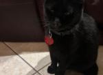 Mitsy - Domestic Cat For Adoption - Boynton Beach, FL, US