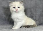 Blizzard - Ragdoll Kitten For Sale - Tampa, FL, US