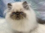 Smudge - Himalayan Cat For Sale/Retired Breeding - Rapid City, SD, US