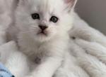 High silver - Maine Coon Kitten For Sale - Findlay, OH, US