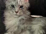 Butterfly - Maine Coon Kitten For Sale - Whitestone, NY, US