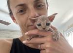 Beanie - Devon Rex Kitten For Sale - Philadelphia, PA, US