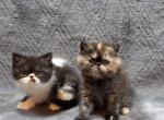 Exotic Shorthair - Exotic Kitten For Sale - Kansas City, MO, US