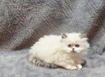 Persian and Himalayan Kittens - Persian Kitten For Sale - Kansas City, MO, US