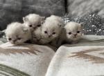 Litter H - Himalayan Kitten For Sale - 