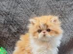 Persian kittens - Persian Kitten For Sale - Kansas City, MO, US