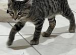 Rusty Savannah kittens - Savannah Kitten For Sale - Cutler Bay, FL, US