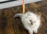 Gigi ragdoll kitten - Ragdoll Kitten For Sale - Cutler Bay, FL, US