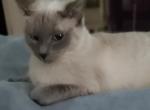 Sapphire's Holiday Blue Points Siamese - Siamese Kitten For Sale - Grayslake, IL, US