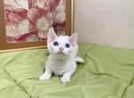 Holiday treats - Devon Rex Kitten For Sale - Ventura, CA, US