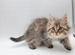 B3Green - Siberian Kitten For Sale - Vancouver, WA, US