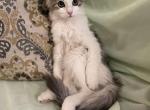 Shy - Siberian Kitten For Sale - 