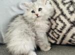 Feather - Siberian Kitten For Sale - 