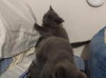 HYPOALLERGENIC KITTEN 8 WEEKS OLD - Russian Blue Kitten For Sale - Gresham, OR, US