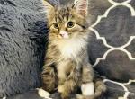 Tomas - Siberian Kitten For Sale - 