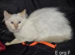 Balinese Flame Point Litter - Balinese Kitten For Sale - 