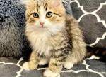 Fire - Siberian Kitten For Sale - 