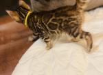 Aspen - Bengal Kitten For Sale - New Port Richey, FL, US