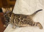 Maple - Bengal Kitten For Sale - New Port Richey, FL, US